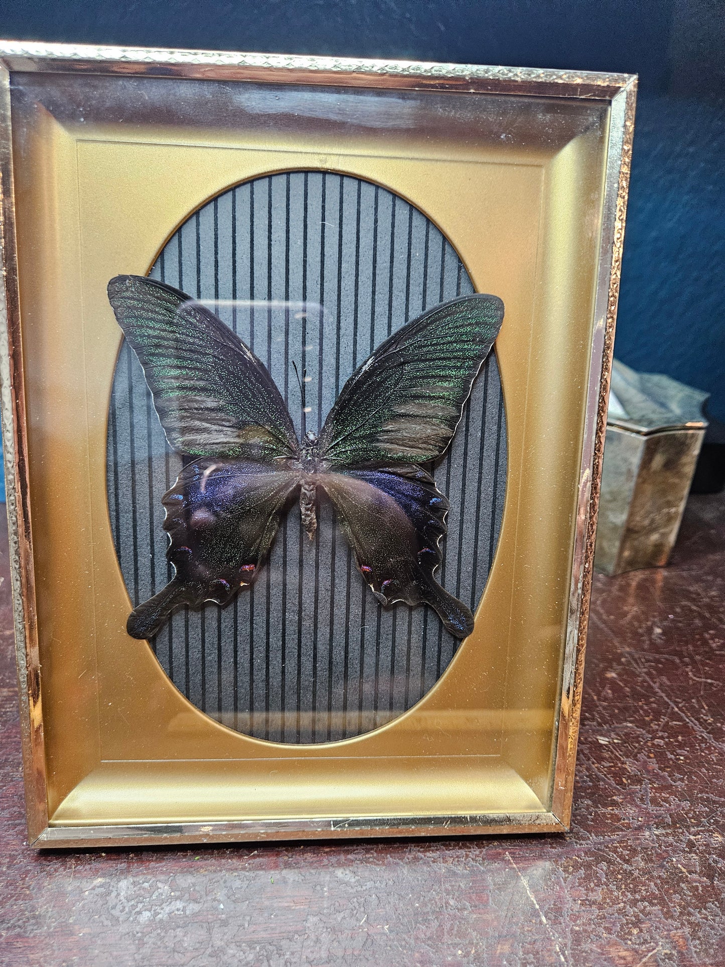 Black stripes vintage butterfly frame