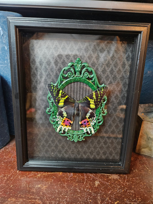 Double framed green & black Sunset moth