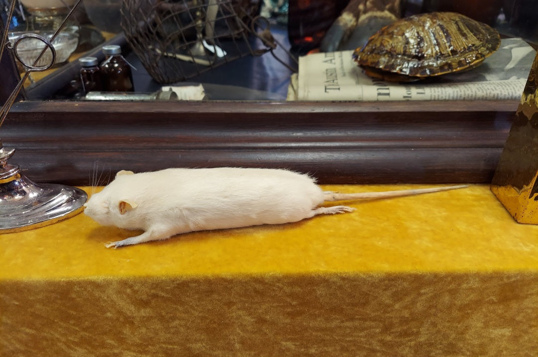 Vintage Taxidermy white mouse - rat - Natural history museum of Dallas 1950s