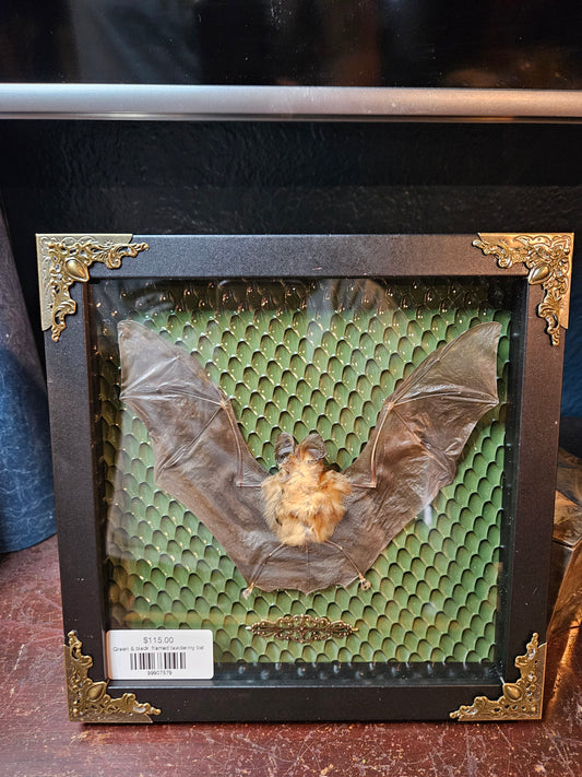 Green & black  framed taxidermy bat