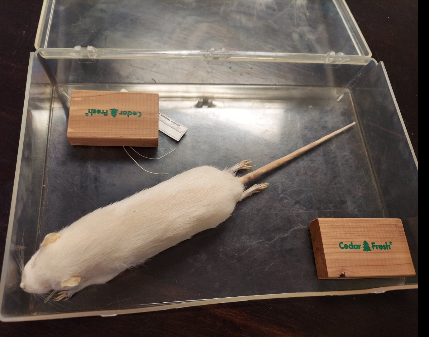 Vintage Taxidermy white mouse - rat - Natural history museum of Dallas 1950s