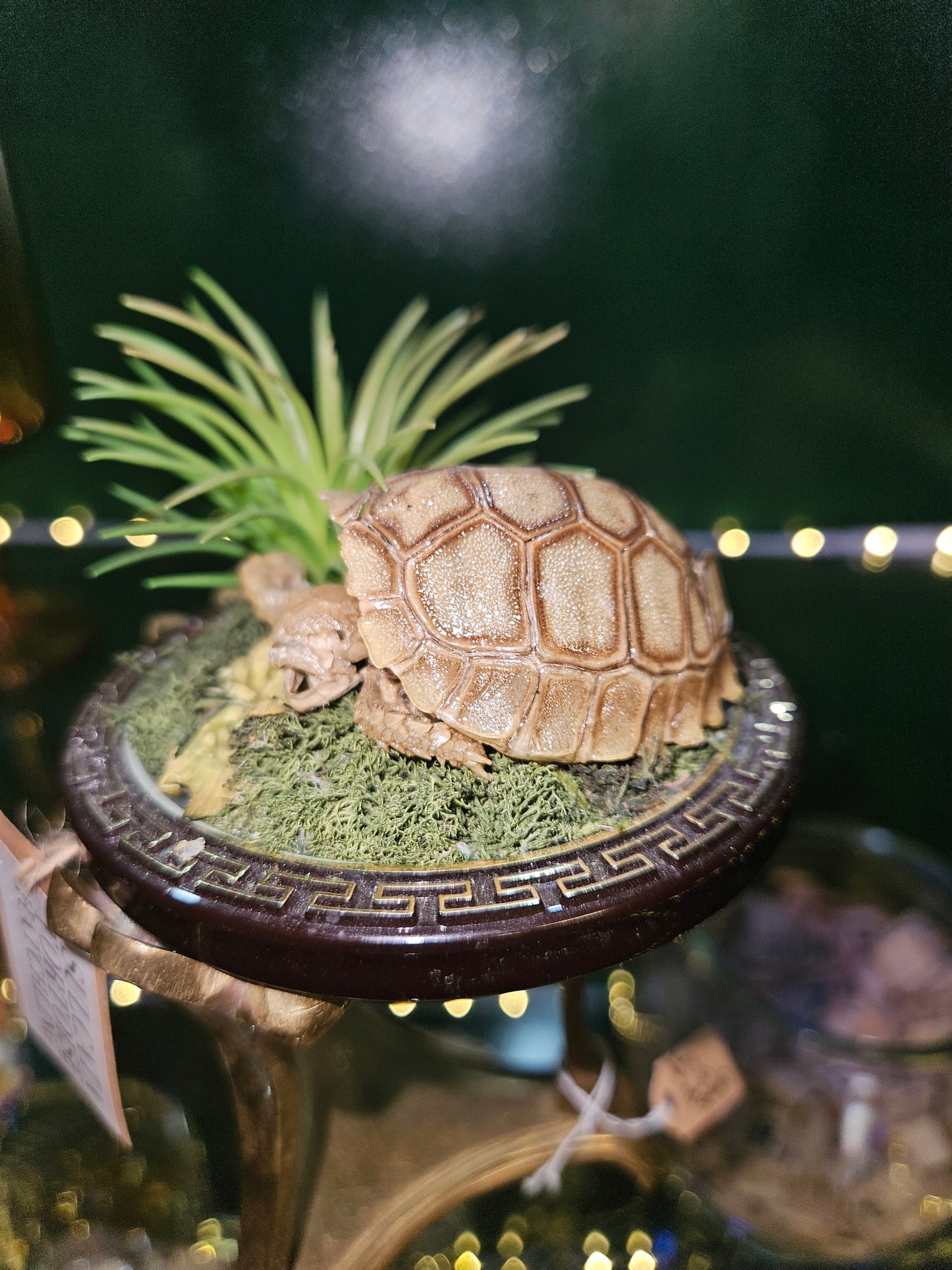 Sulcata tortoise hatchling