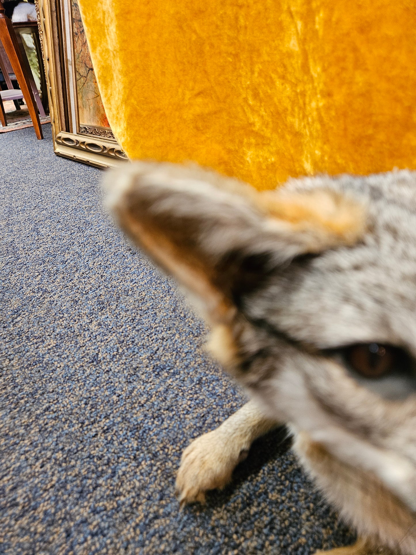 Taxidermy  Gray Fox laying