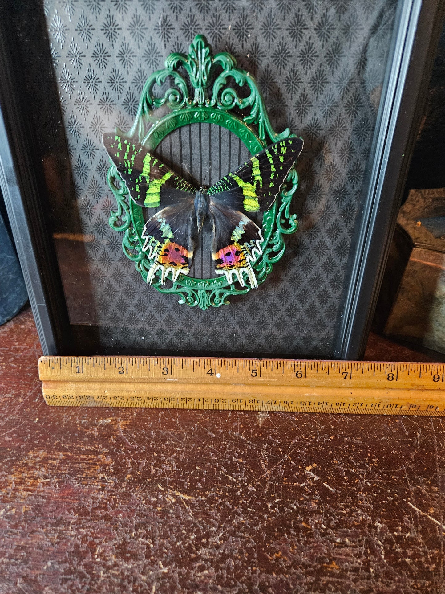 Double framed green & black Sunset moth