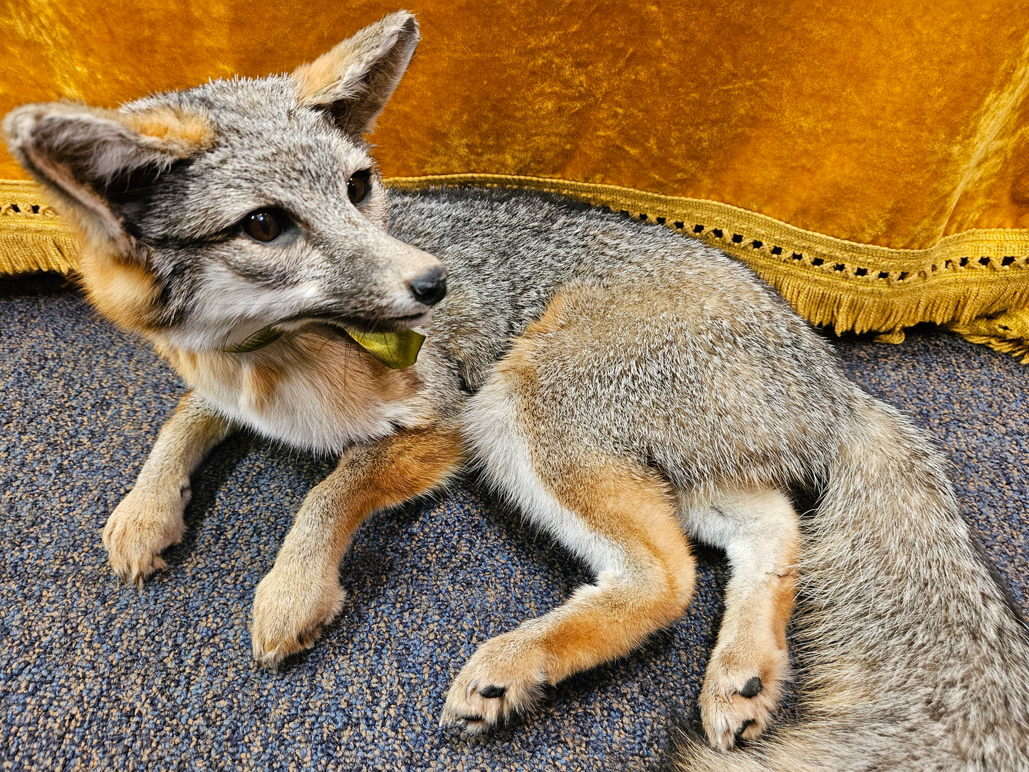 Taxidermy  Gray Fox laying