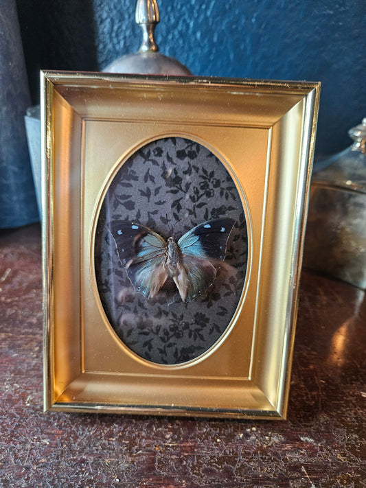 Vintage brass black & blue butterfly frame blue leafwing