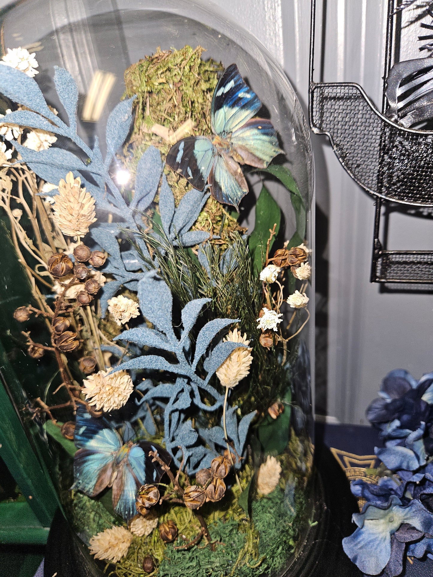 MIDNIGHT GARDEN BUTTERFLY glass cloche