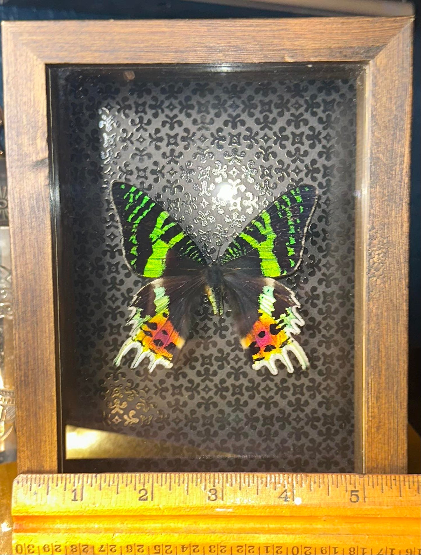 Wood framed sunset moth - Black