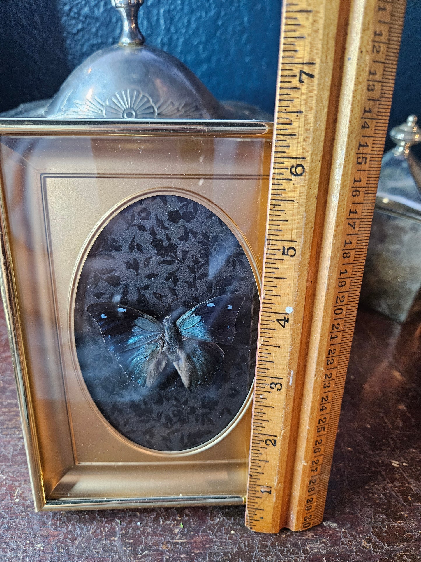 Vintage brass black & blue butterfly frame blue leafwing