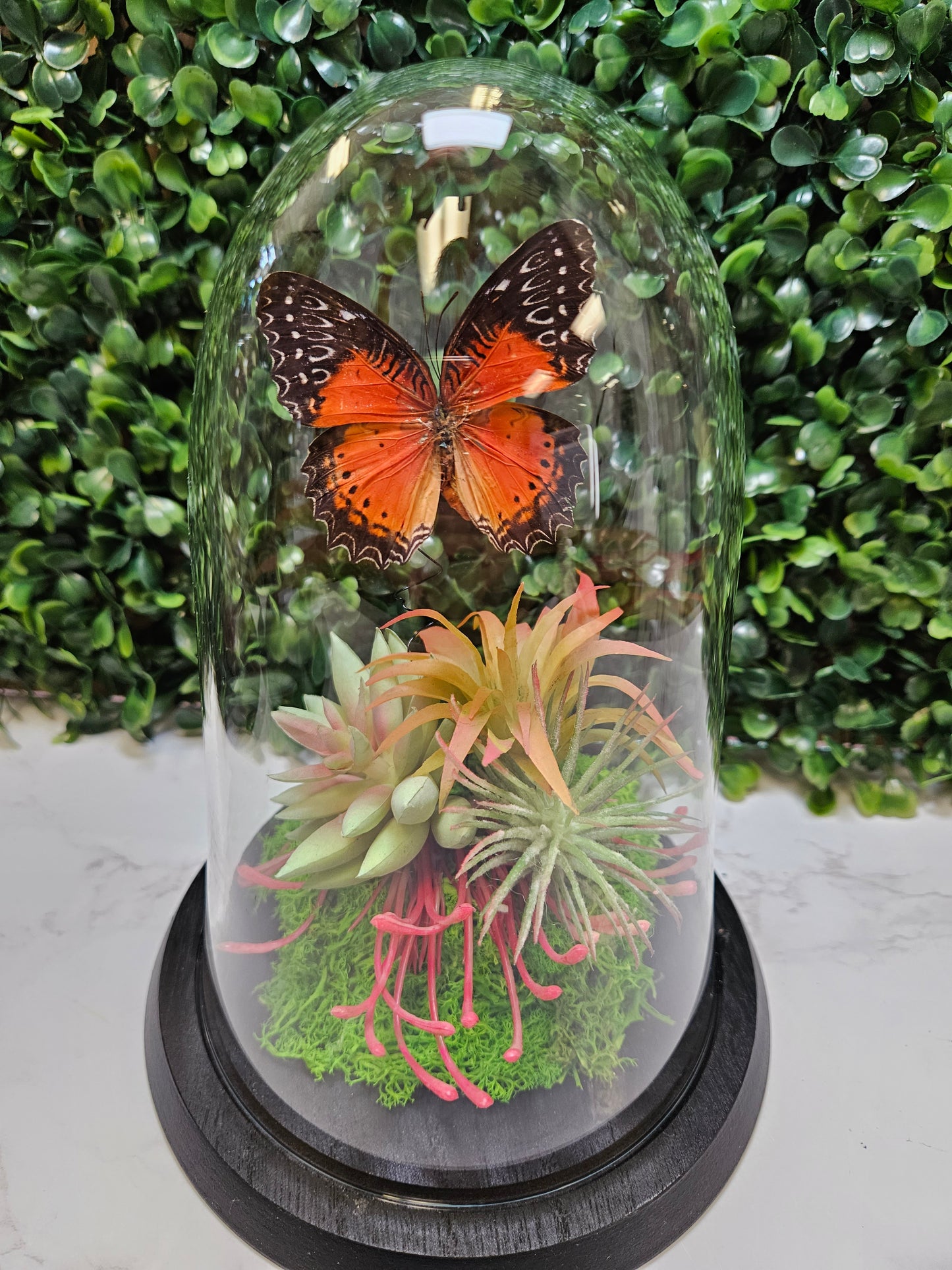 Orange Cethosia butterfly dome A1