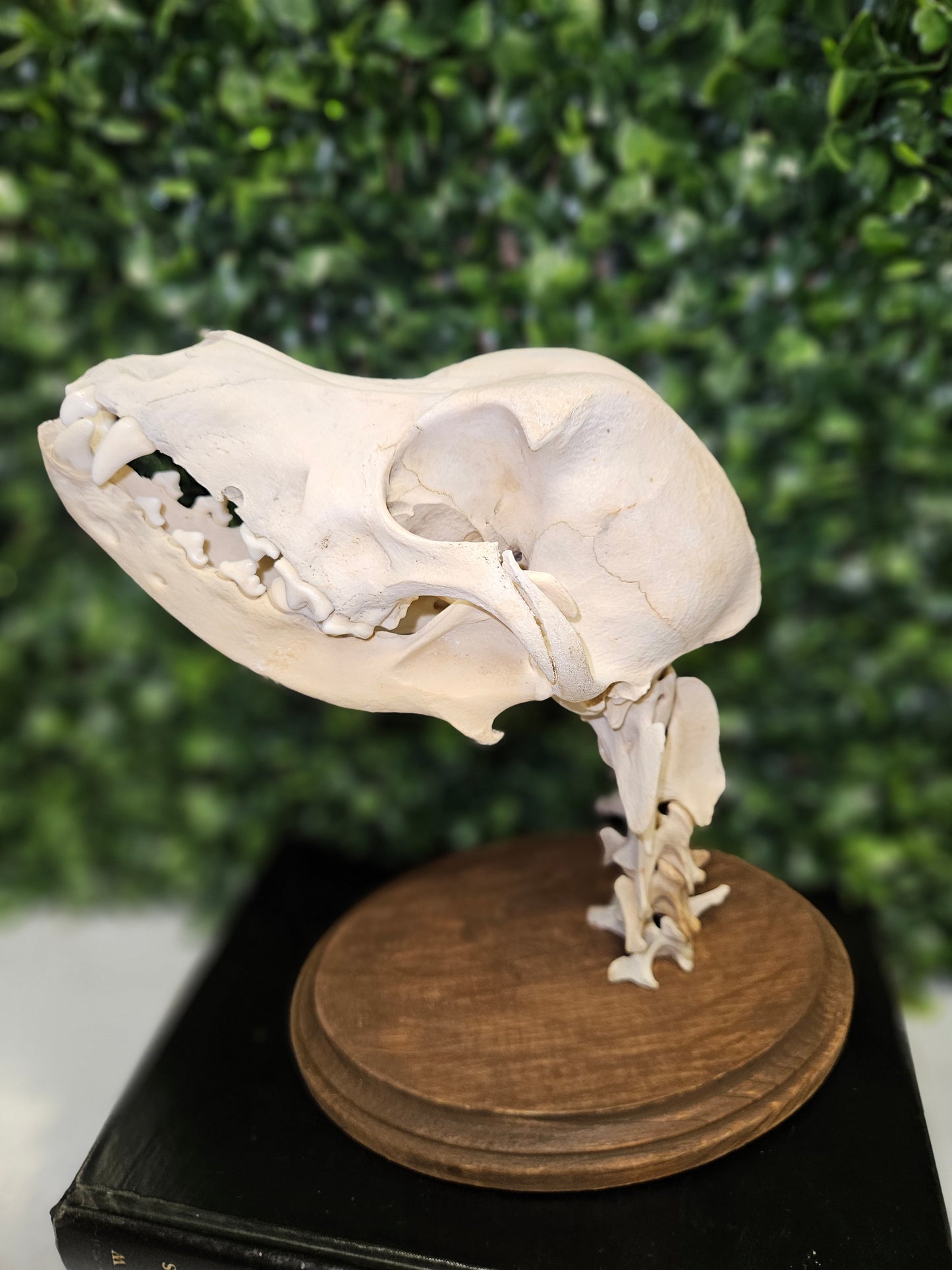 Domestic dog skull & neck wall mount