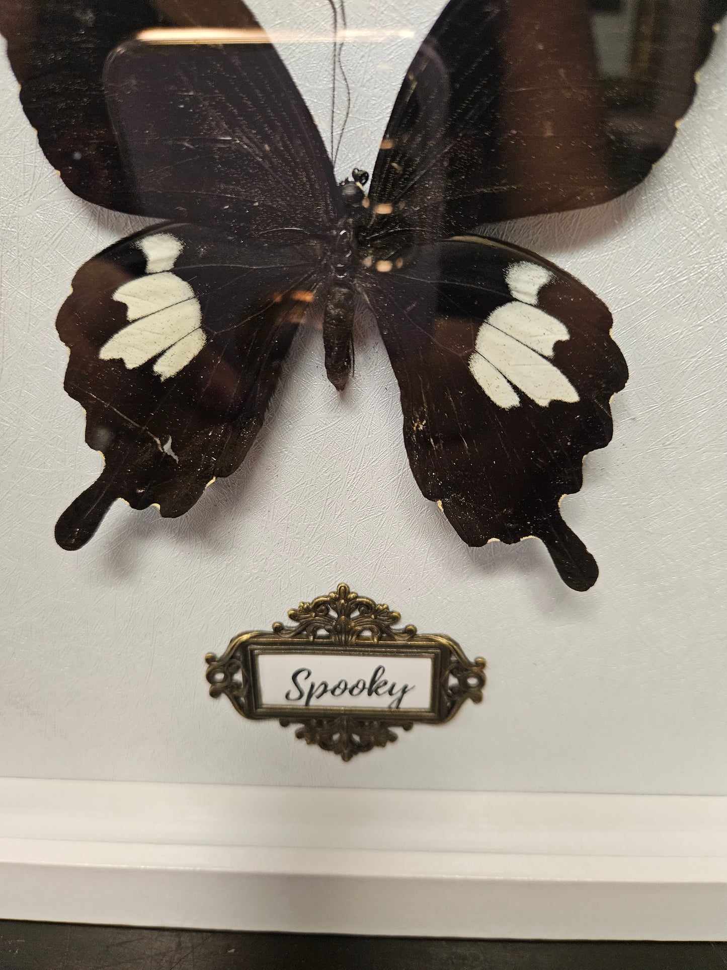 White Spooky framed black and white butterfly