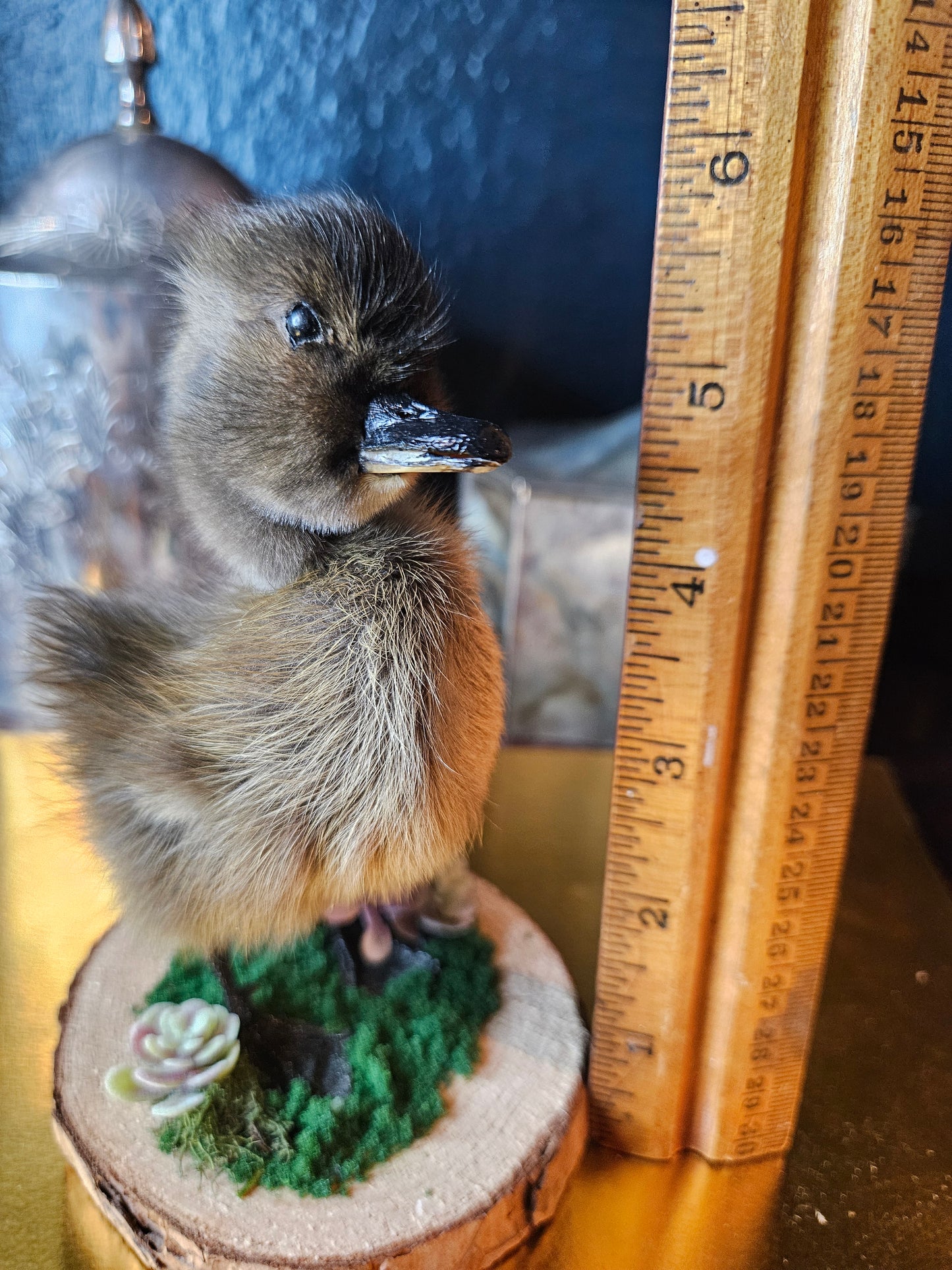 Purple flower taxidermy black duckling