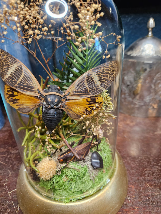 Ambra cicada & grasshopper dome