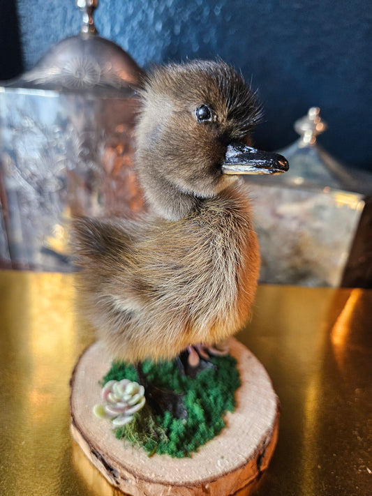 Purple flower taxidermy black duckling