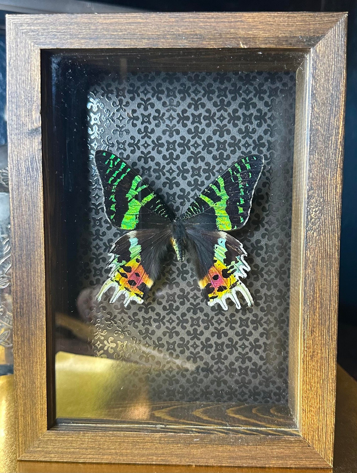 Wood framed sunset moth - Black