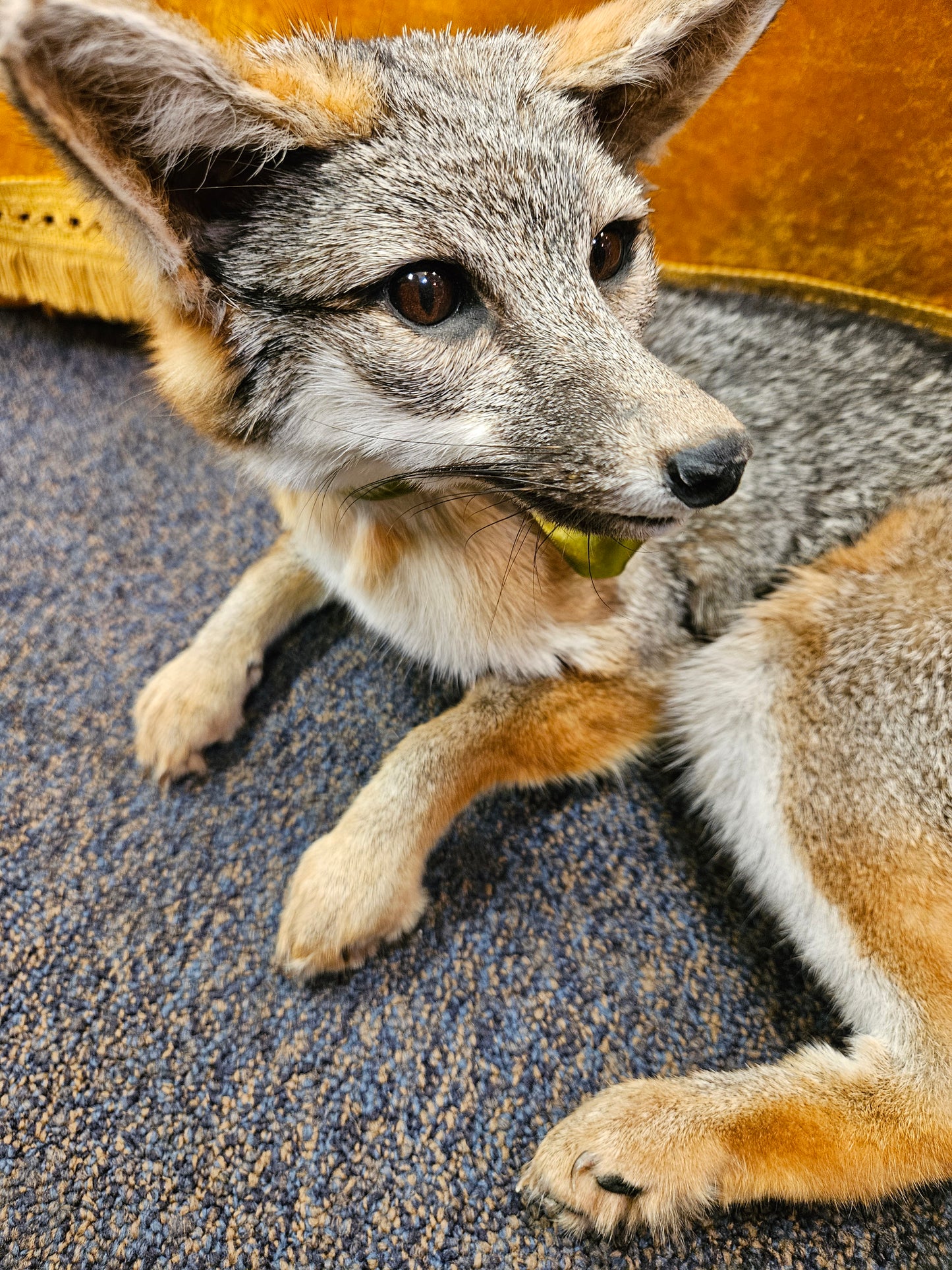 Taxidermy  Gray Fox laying