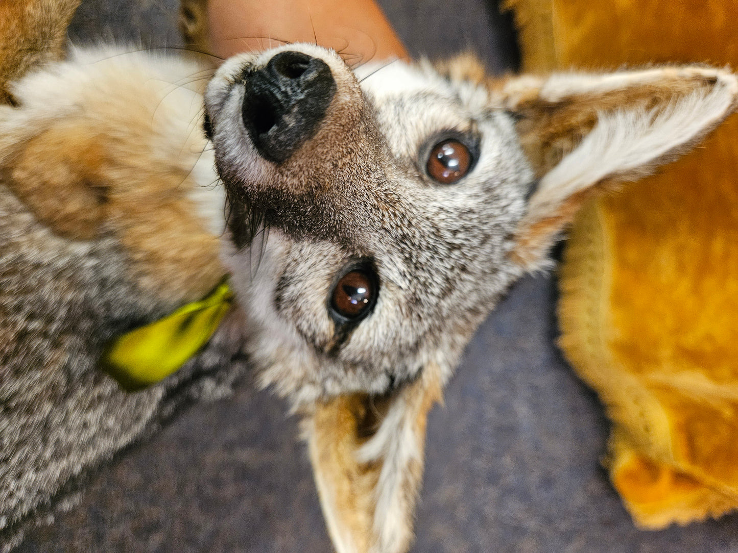 Taxidermy  Gray Fox laying