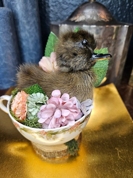 Tea cup taxidermy duckling