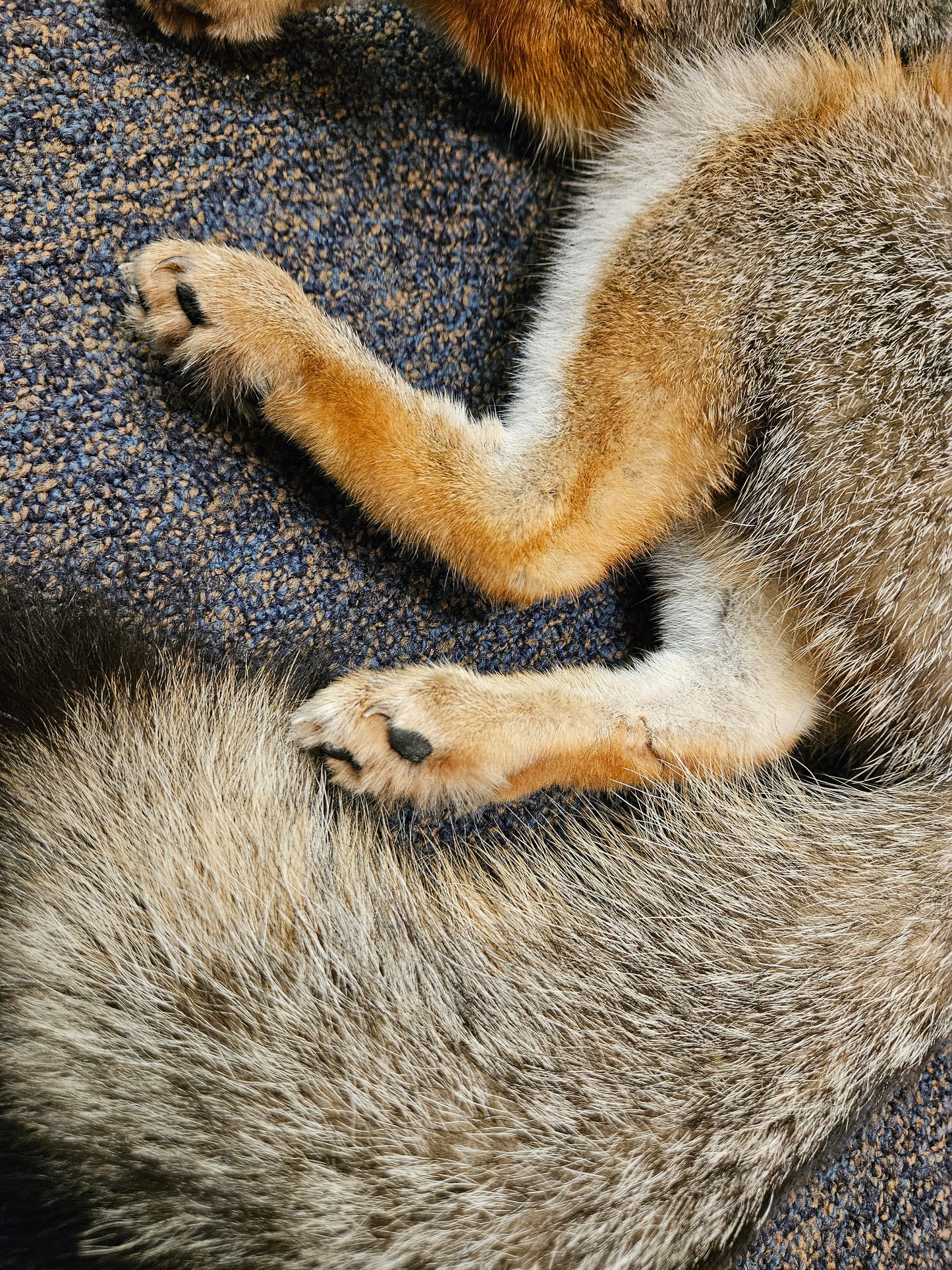 Taxidermy  Gray Fox laying