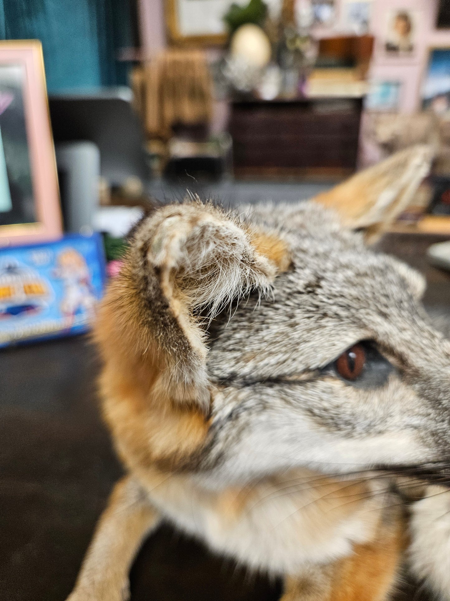 Taxidermy  Gray Fox laying