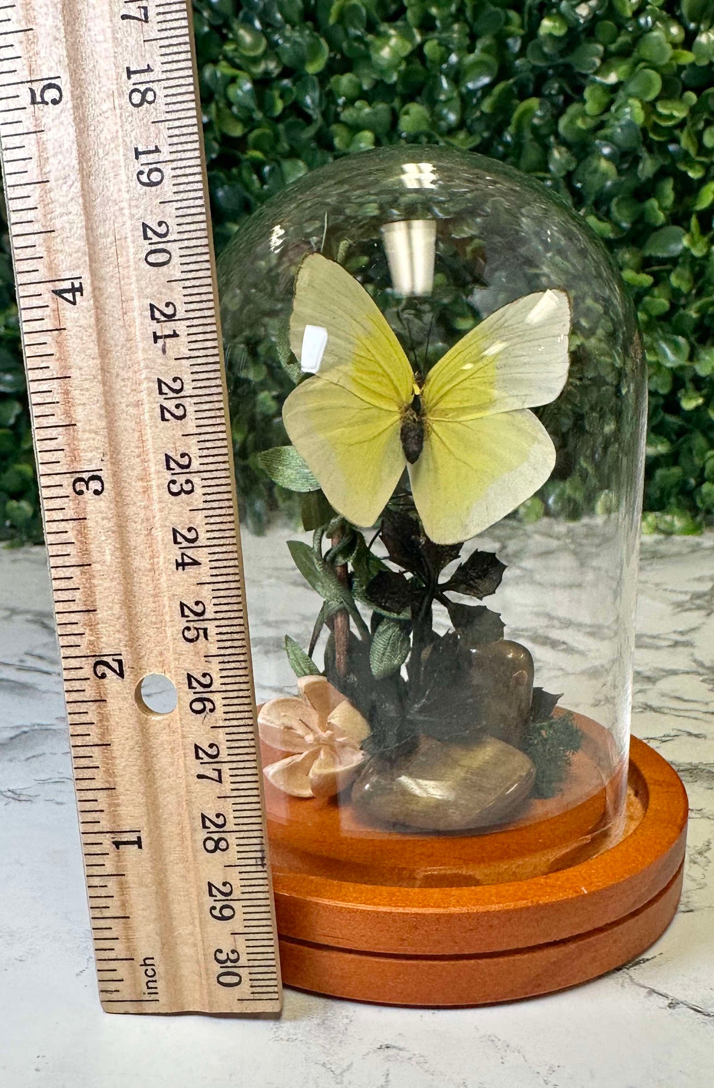 Yellow Simple tigers eye butterfly cloche