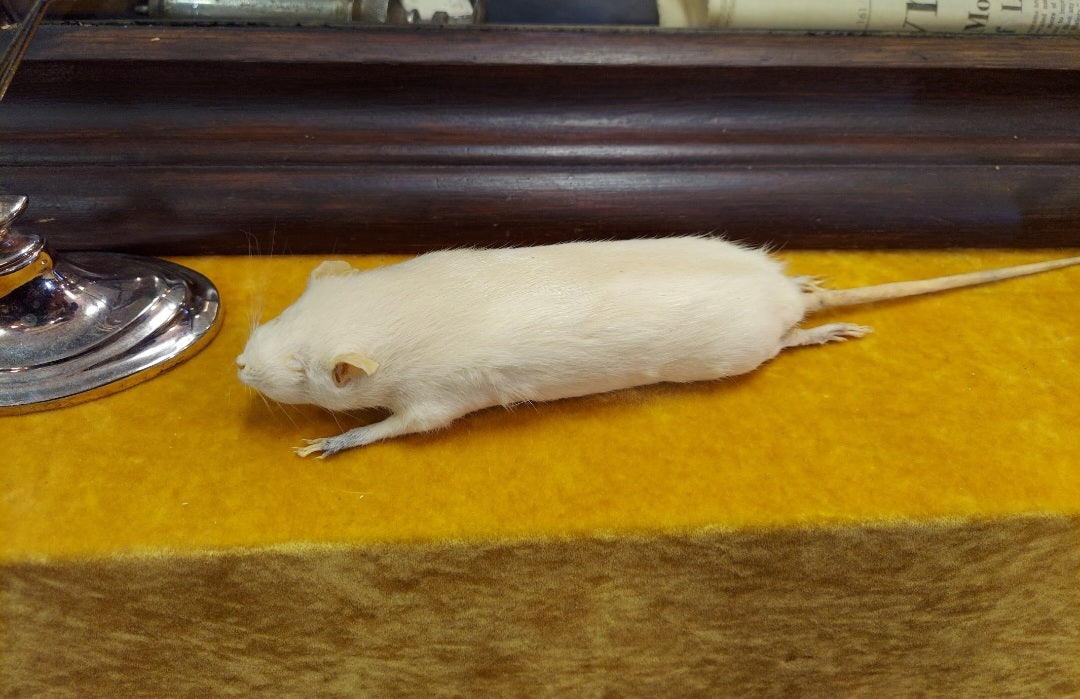 Vintage Taxidermy white mouse - rat - Natural history museum of Dallas 1950s