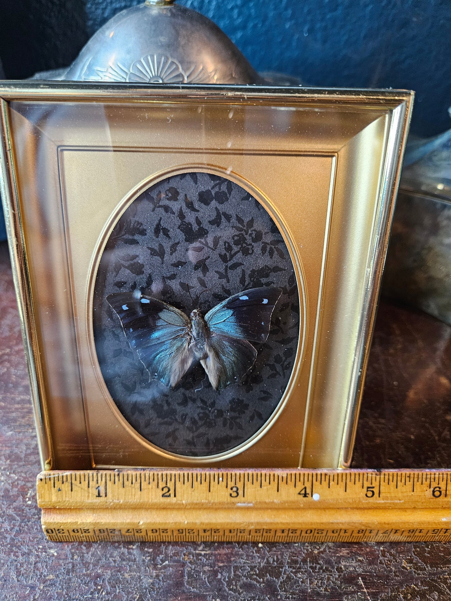 Vintage brass black & blue butterfly frame blue leafwing