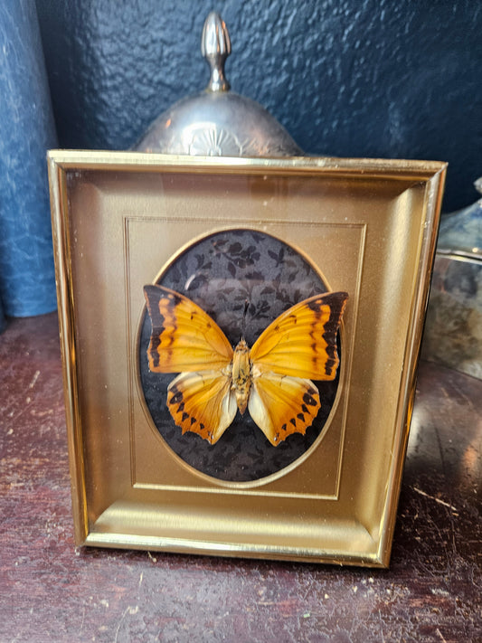 Vintage brass frame orange butterfly with black floral 5x6"