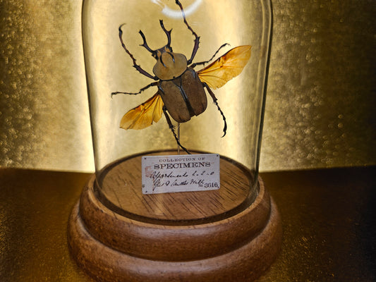 Reindeer horn antler beetle dome - specimen