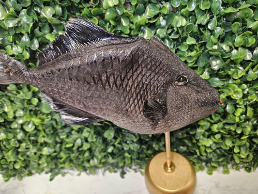 Taxidermy Goth Fish- gold base trigger fish