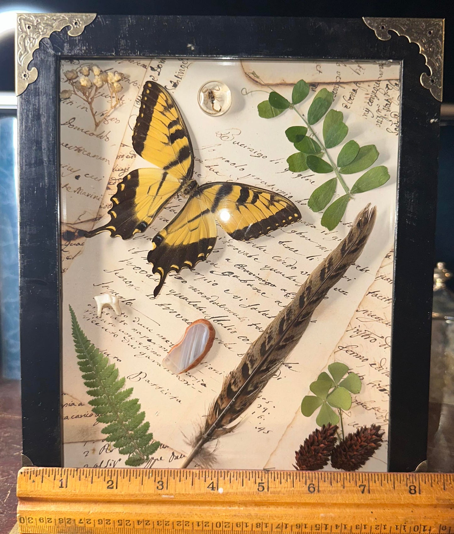 Collections butterfly frame display Yellow