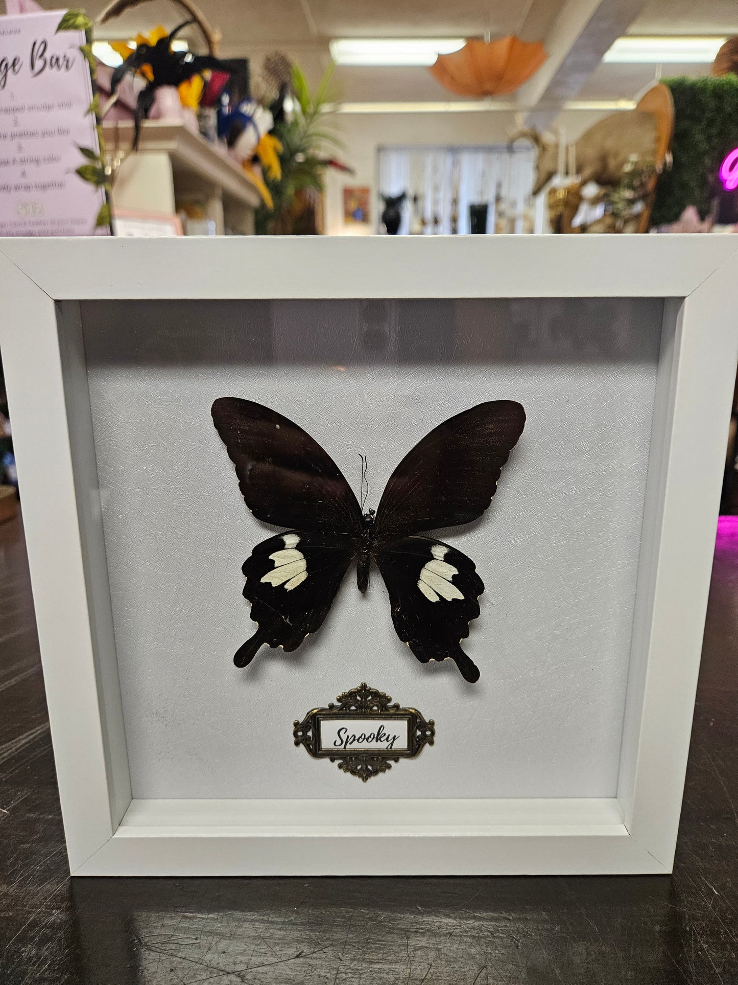 White Spooky framed black and white butterfly