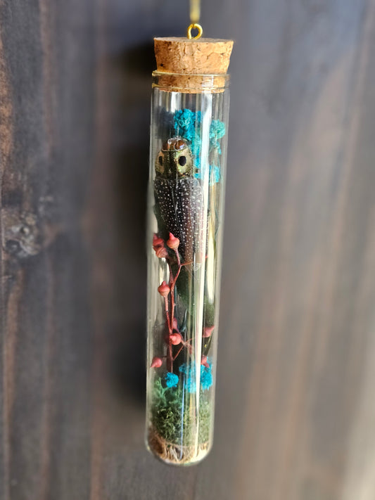 Madagascar Jewel Beetle moon sun catcher