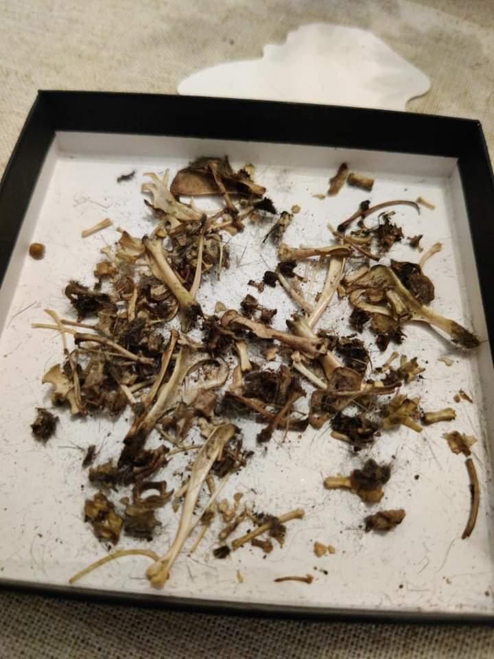 Forbidden nuggets Owl pellet kit