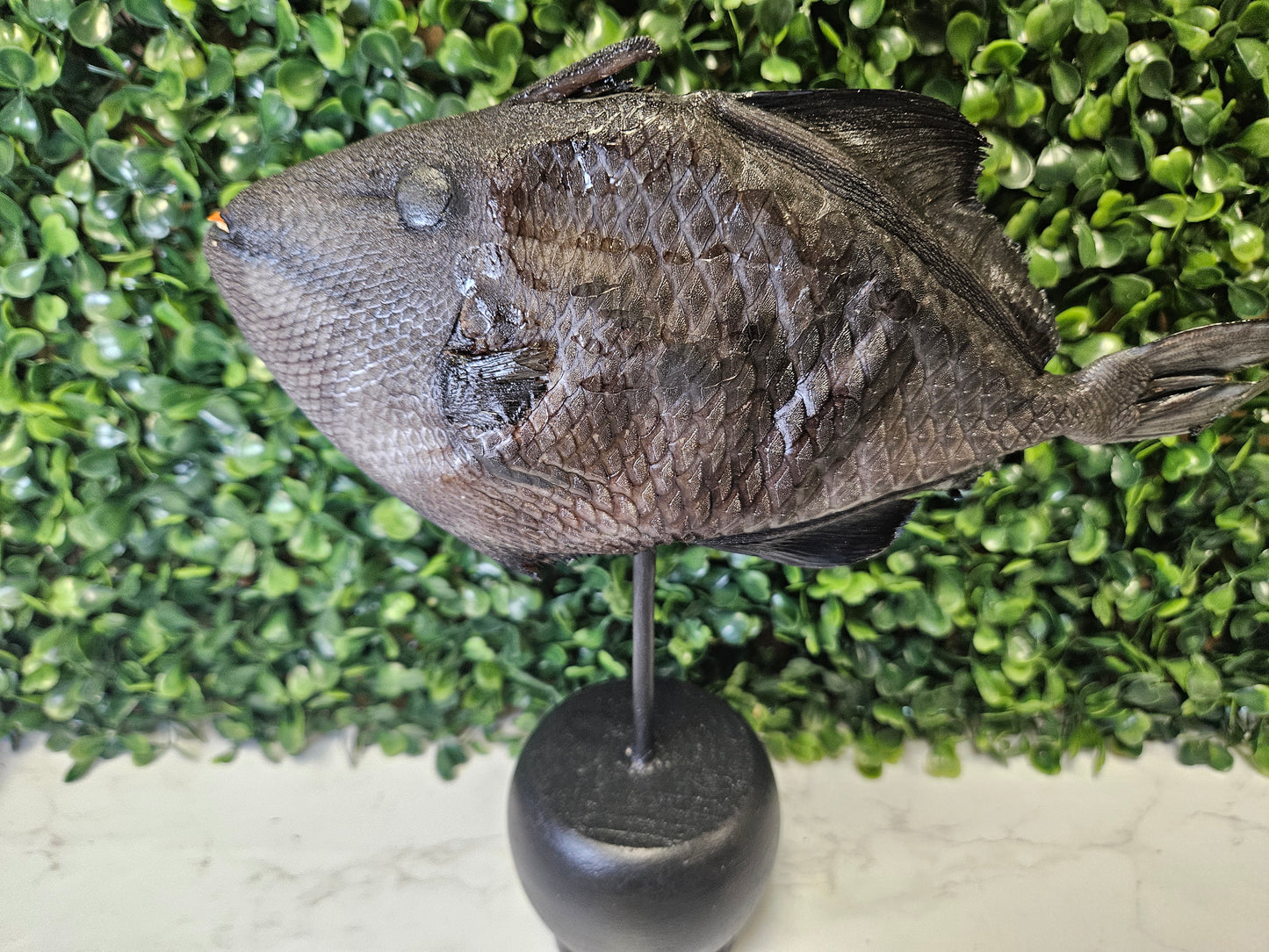 Taxidermy Goth Fish- black base trigger fish