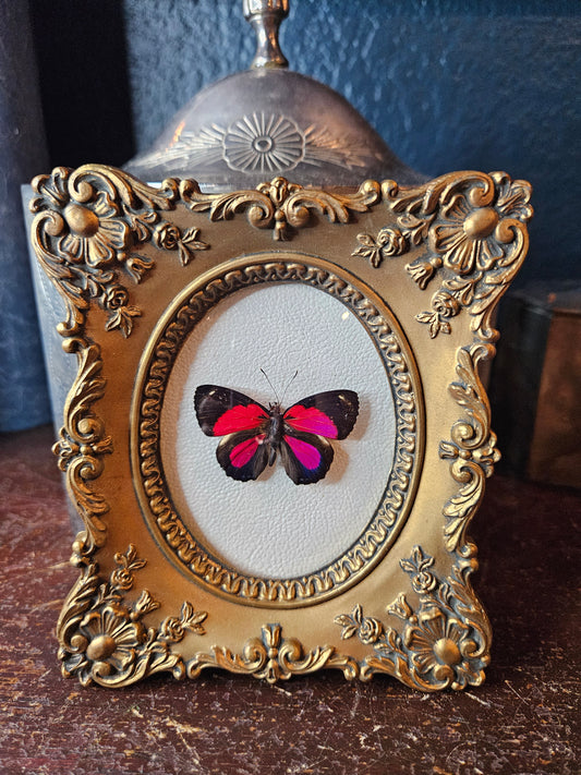 Vintage gold Cameo framed butterfly