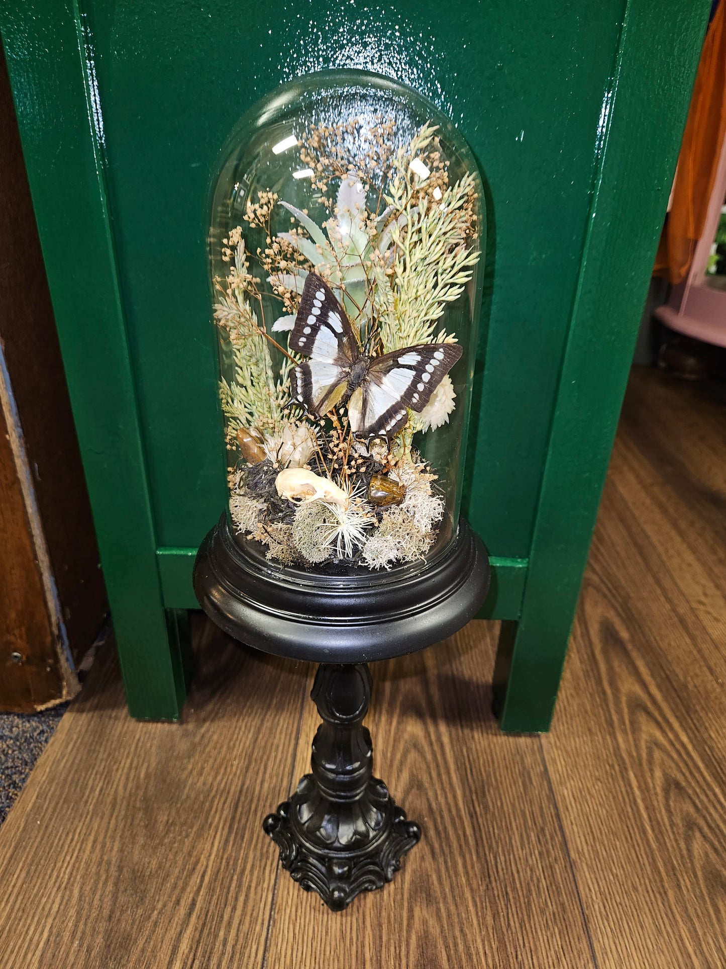 Black Rat skull & butterfly dome