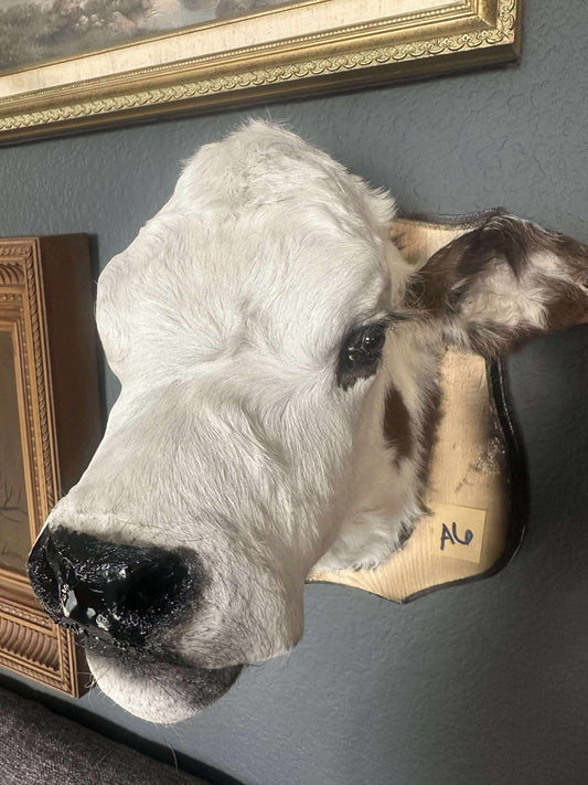 Taxidermy Calf head A6 - Hold