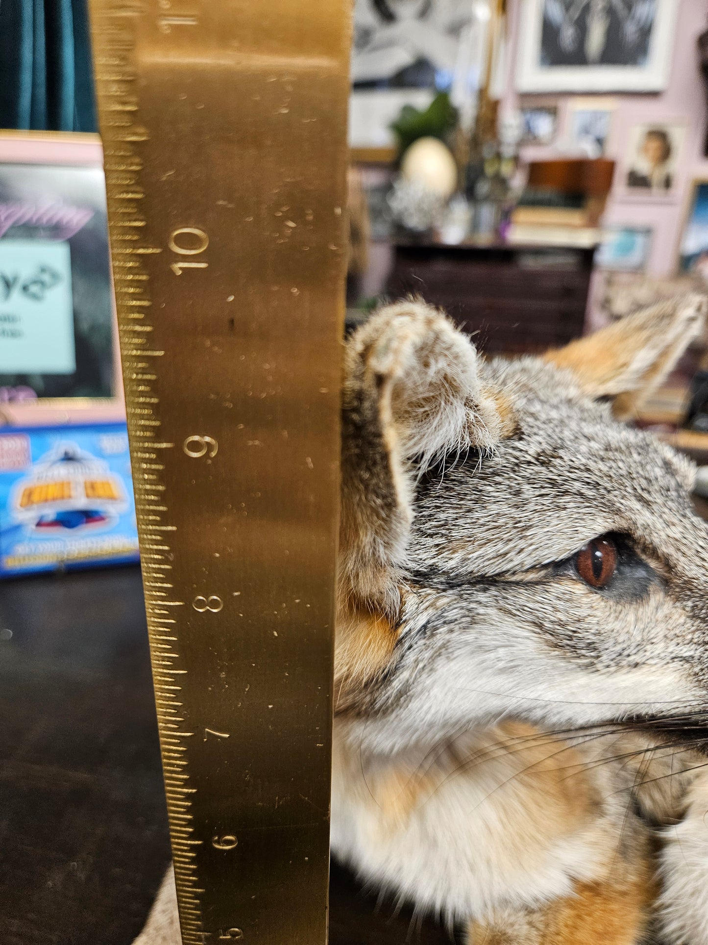 Taxidermy  Gray Fox laying