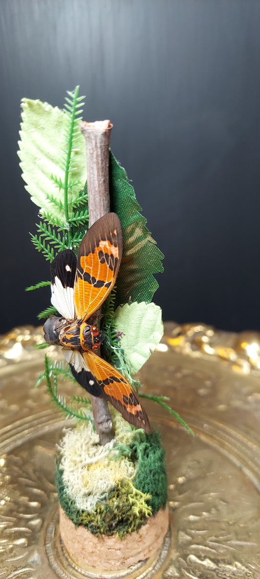 Ambragaeana ambra cicada dome