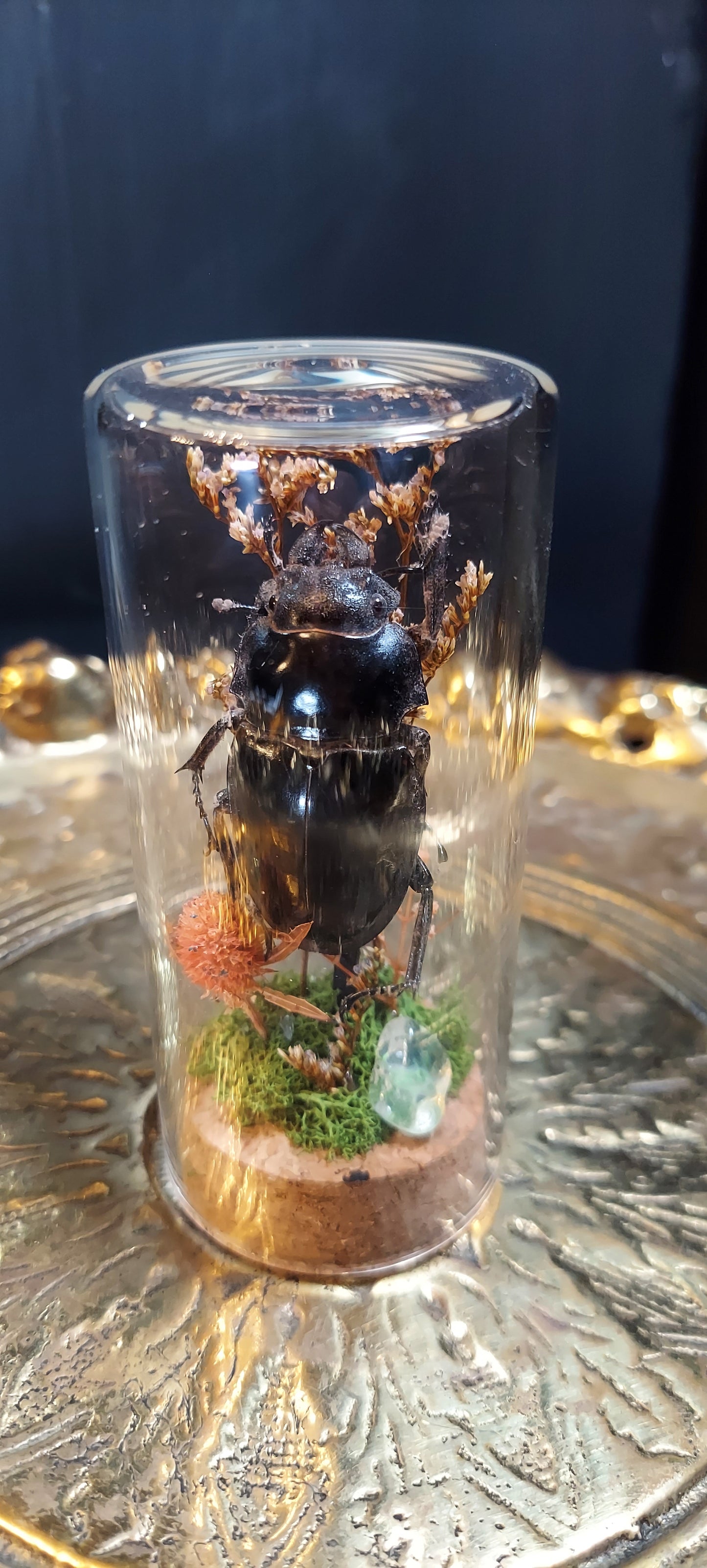 Stag beetle dome dried greenery