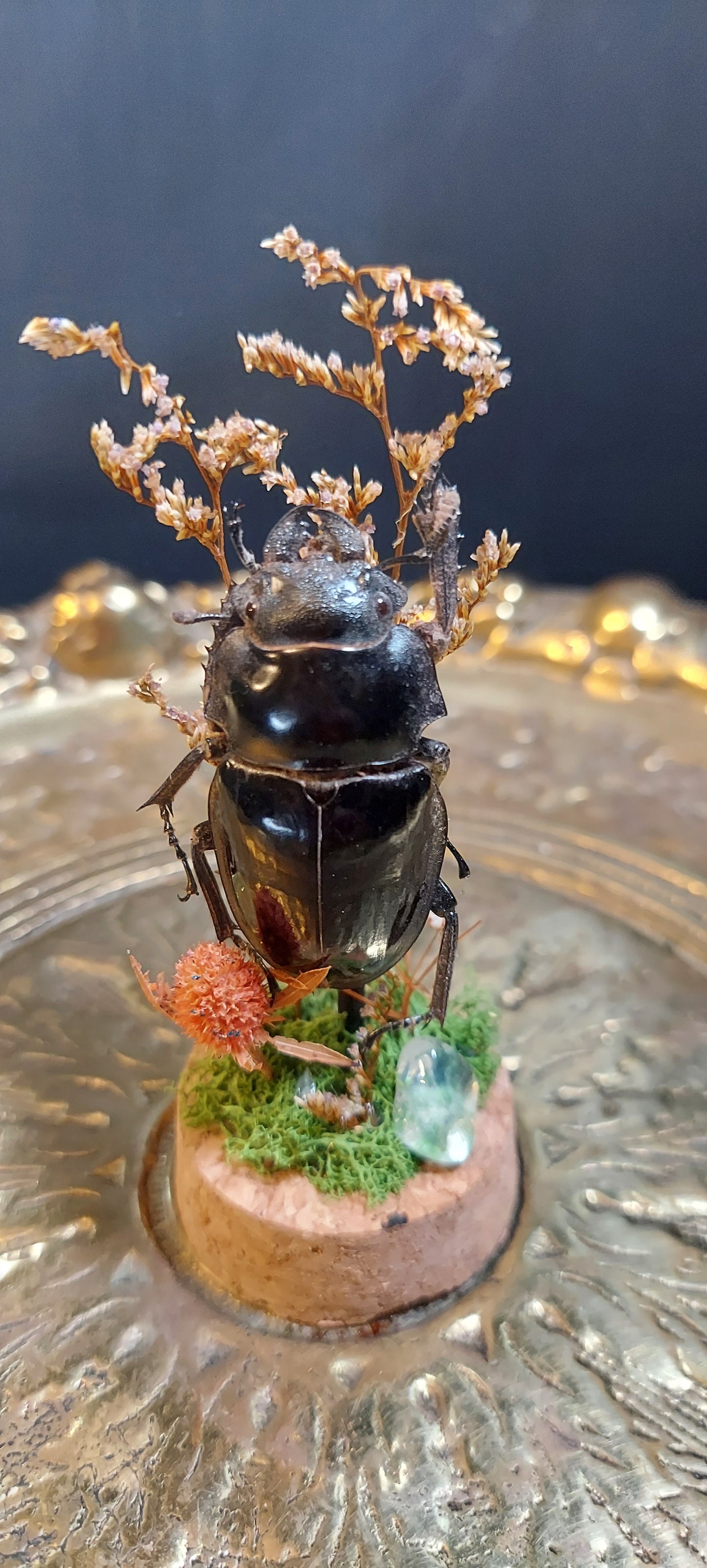 Stag beetle dome dried greenery