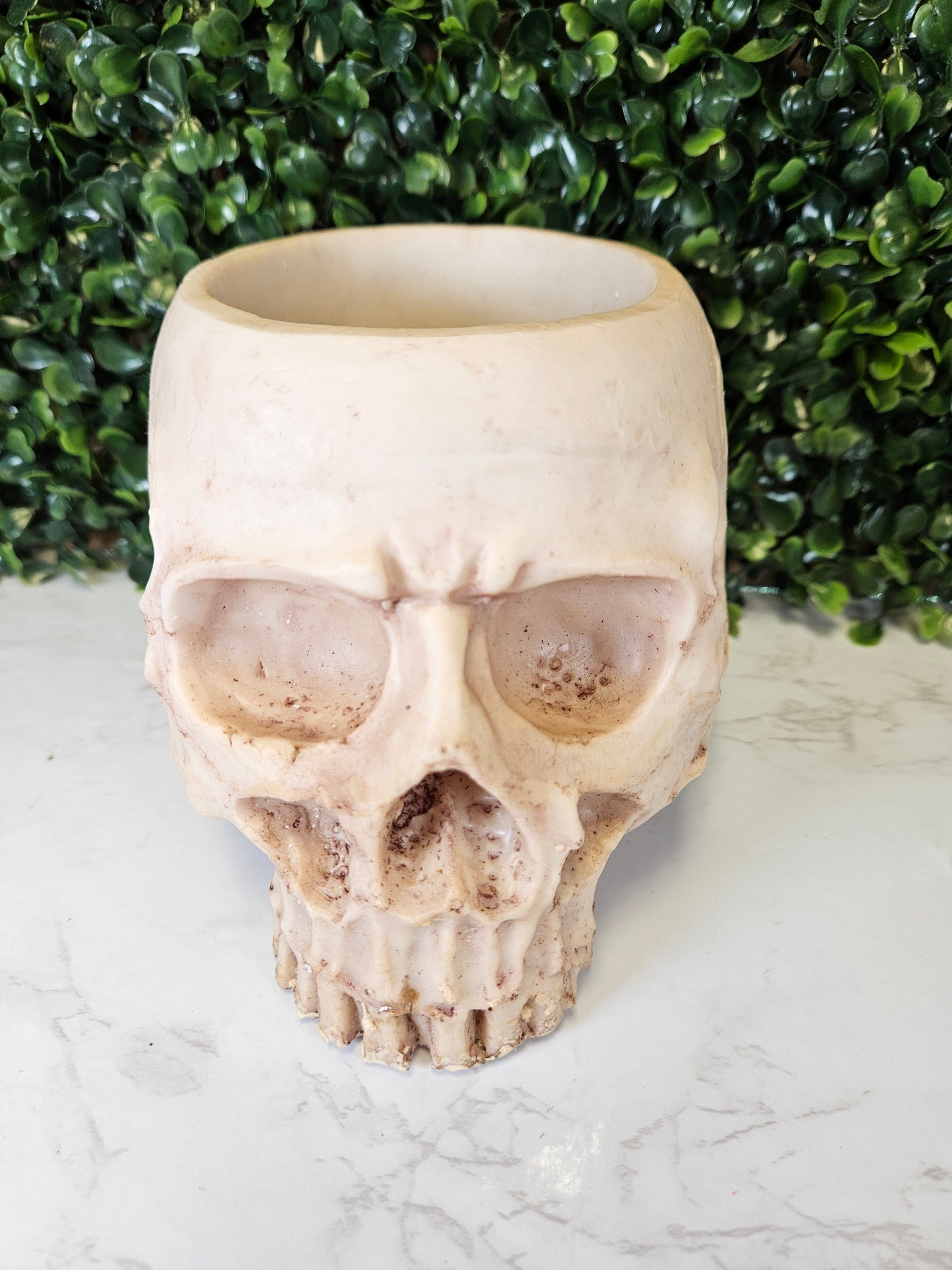 Skull Planter - succulent