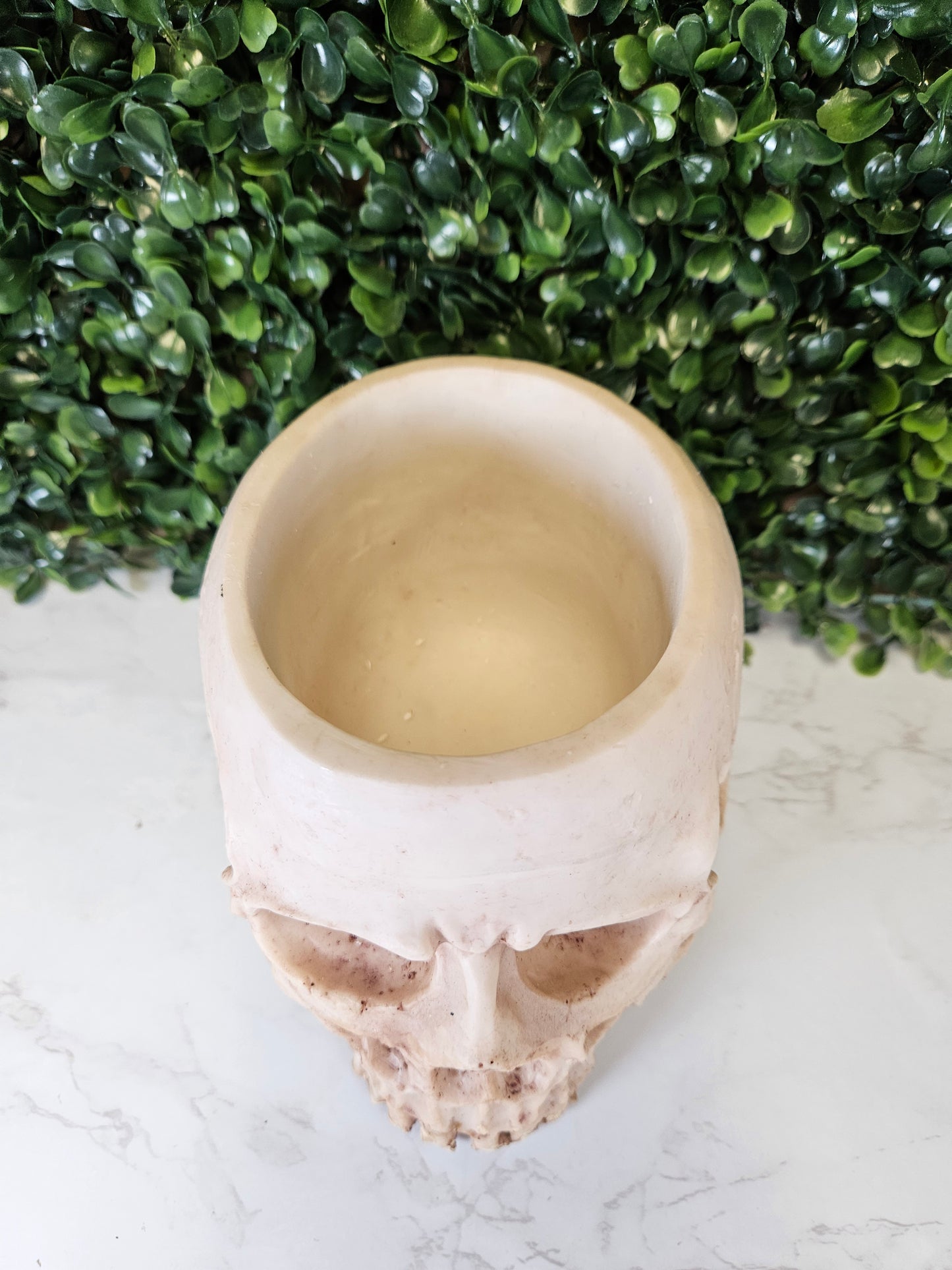 Skull Planter - succulent