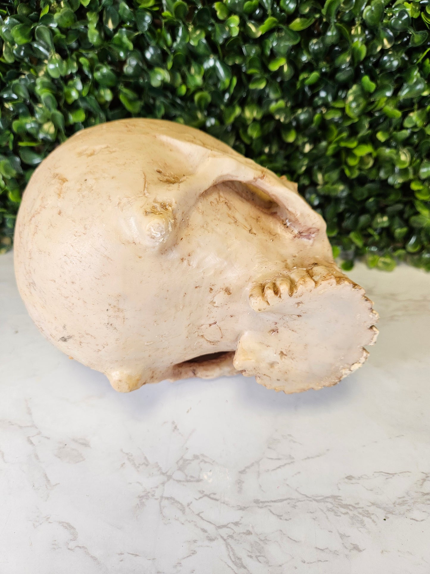 Skull Planter - succulent