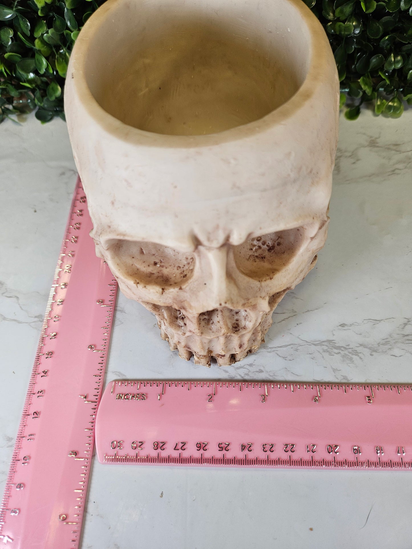 Skull Planter - succulent