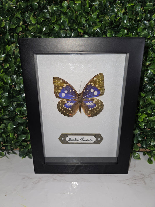5x7 black framed butterfly - purple charonda
