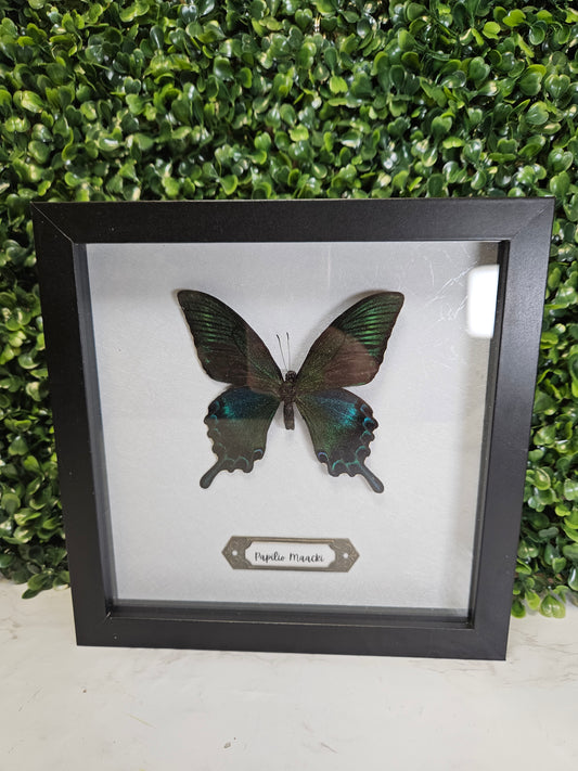 Black framed 8x8 Papilio butterfly