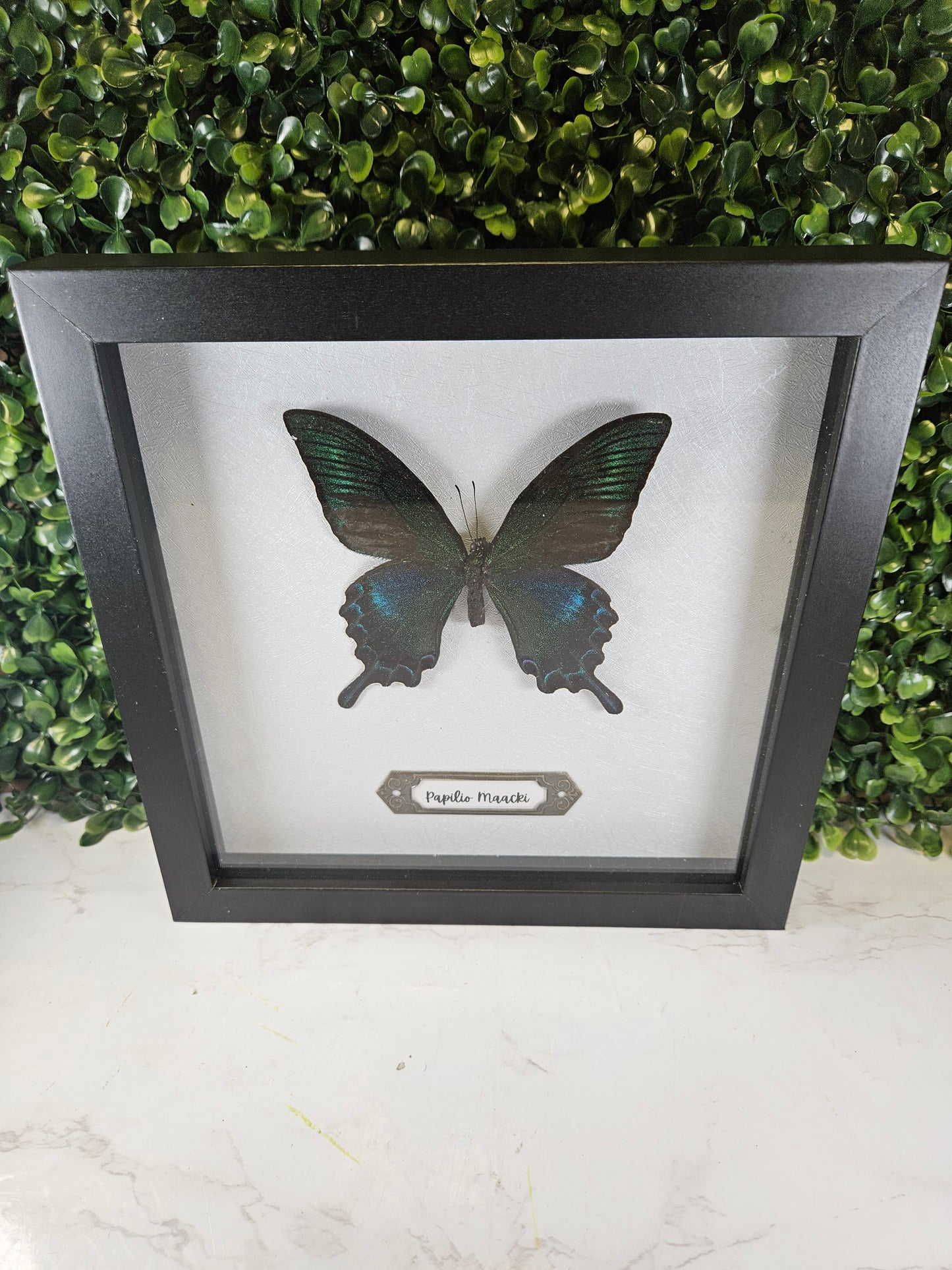 Black framed 8x8 Papilio butterfly